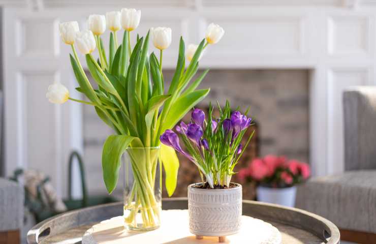 fiori in vaso in casa