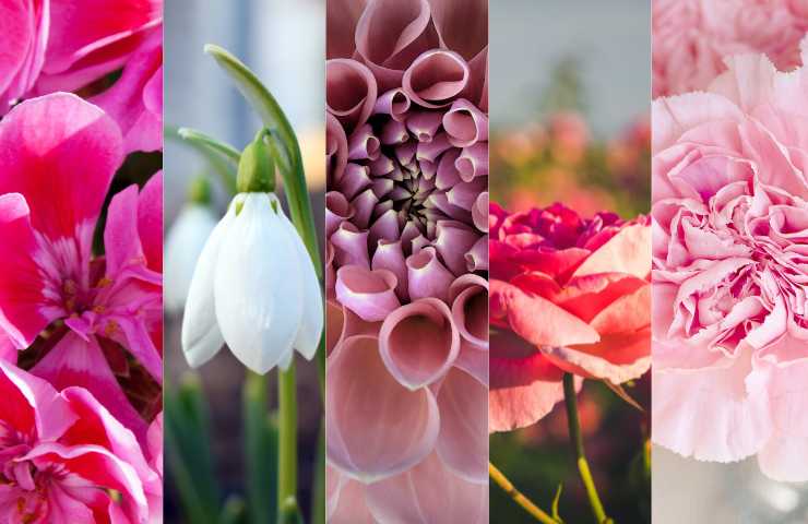 collage fiori rosa