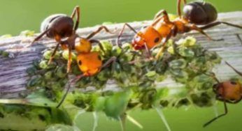 Ancora fastidio formiche in casa: per mandarle via usa questo rimedio, non lo hai mai provato