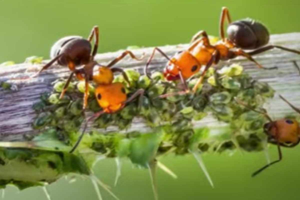 Ancora fastidio formiche in casa