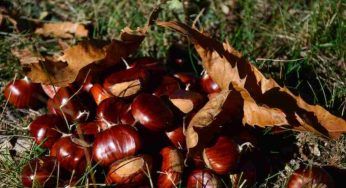 Un elisir autunnale da cogliere subito: Lasciati rapire dal gusto delle Castagne!