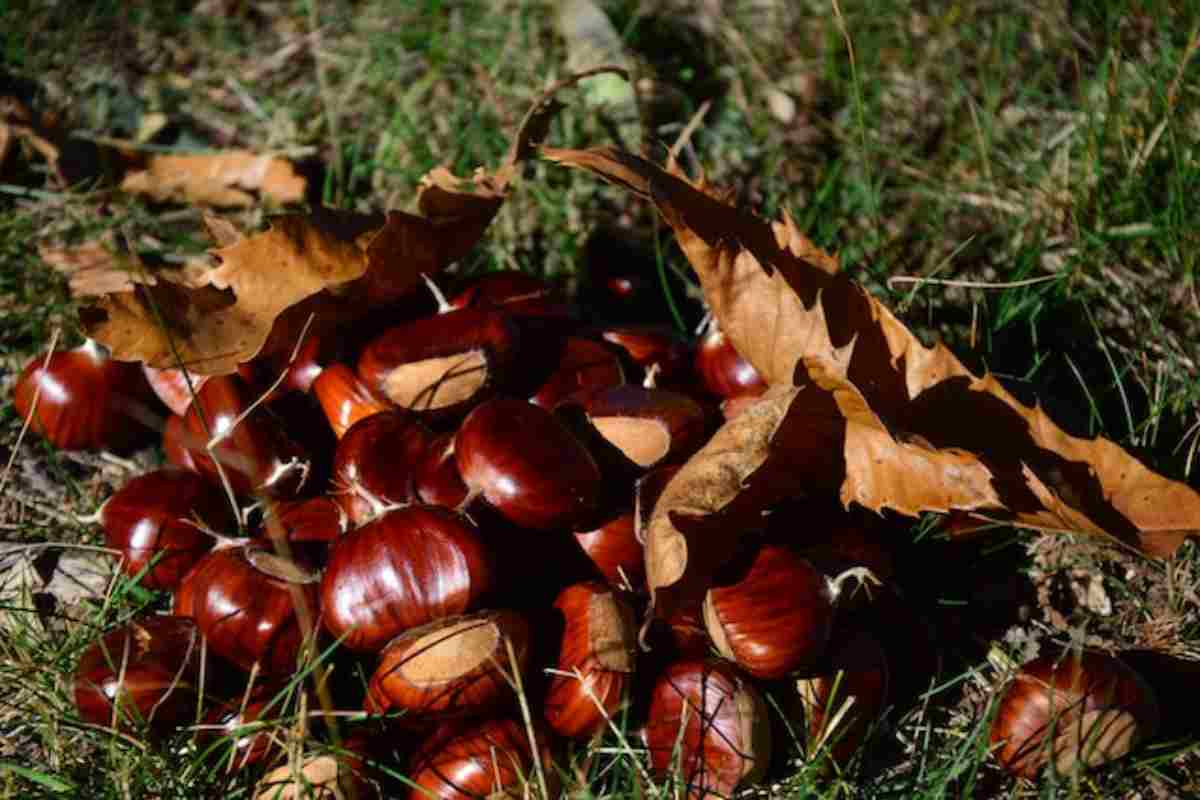 Un elisir autunnale da cogliere subito