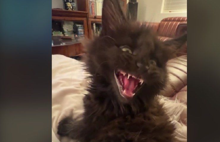 Un Dracula Felino ha conquistato il web