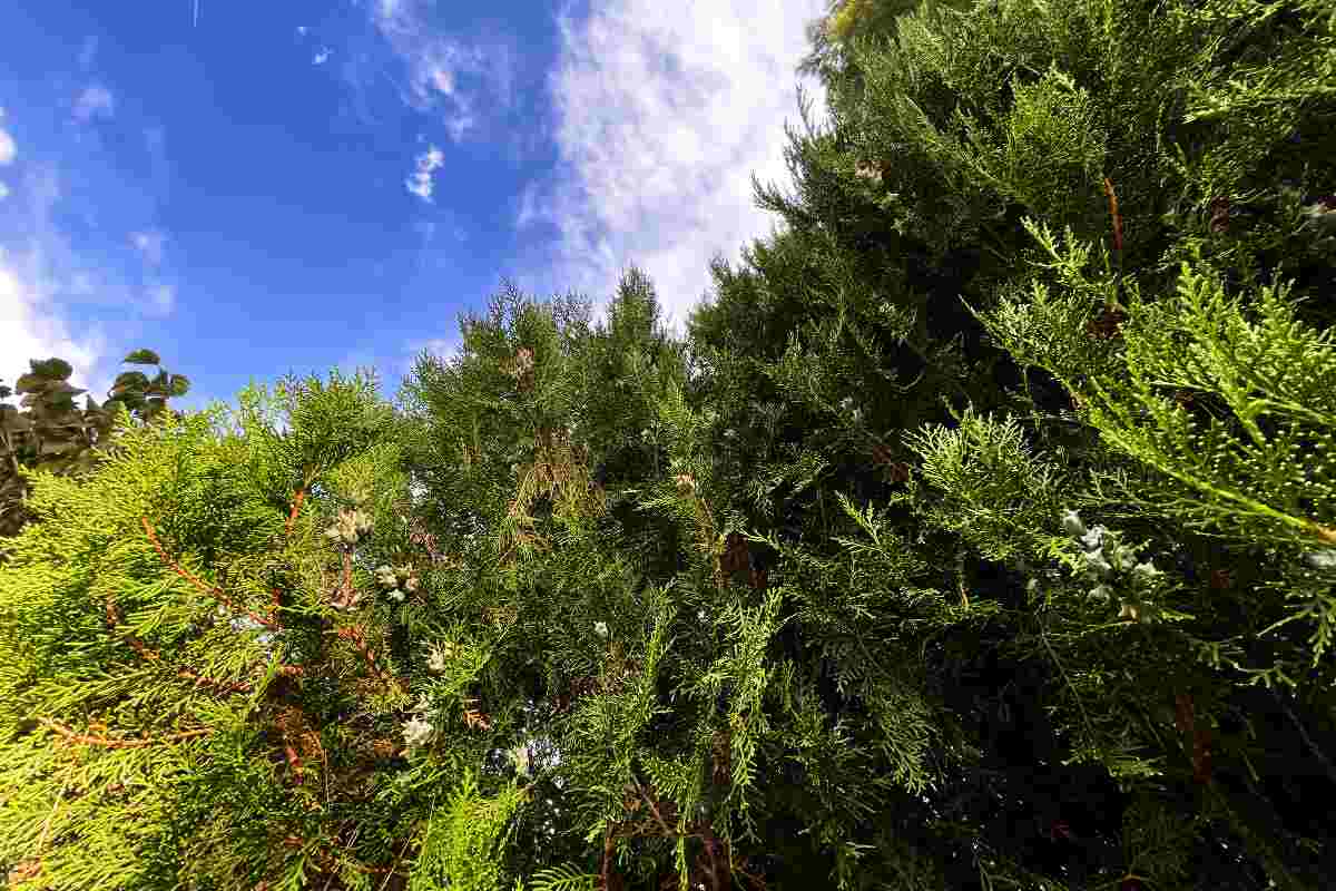 Albero di ginepro sabina