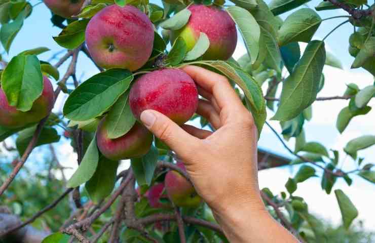 frutta giardini pubblici