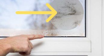 Umidità in casa, invece di continuare a sprecare soldi prova queste piante