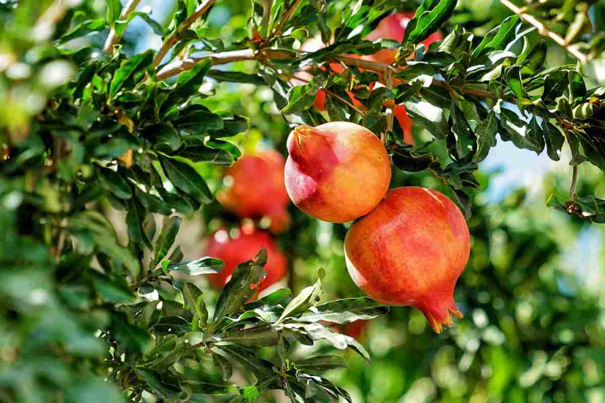 pianta di melograno