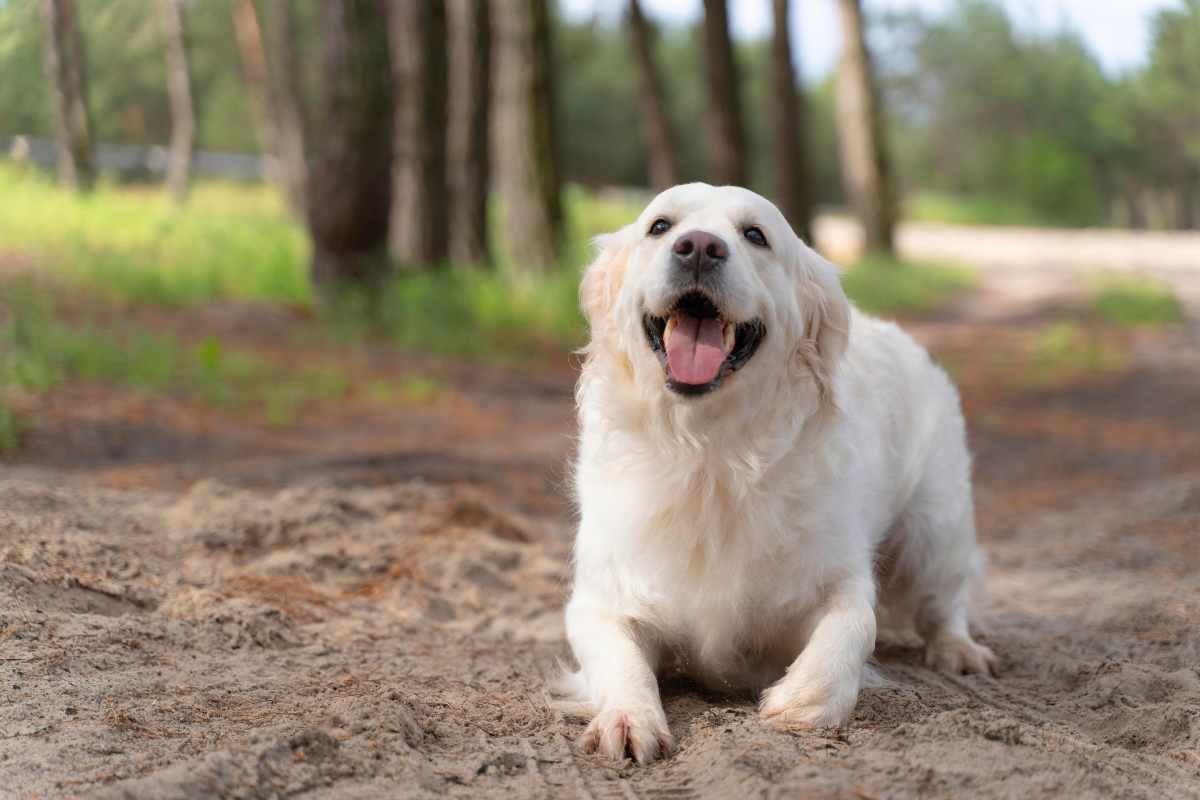 nomi per cani maschi