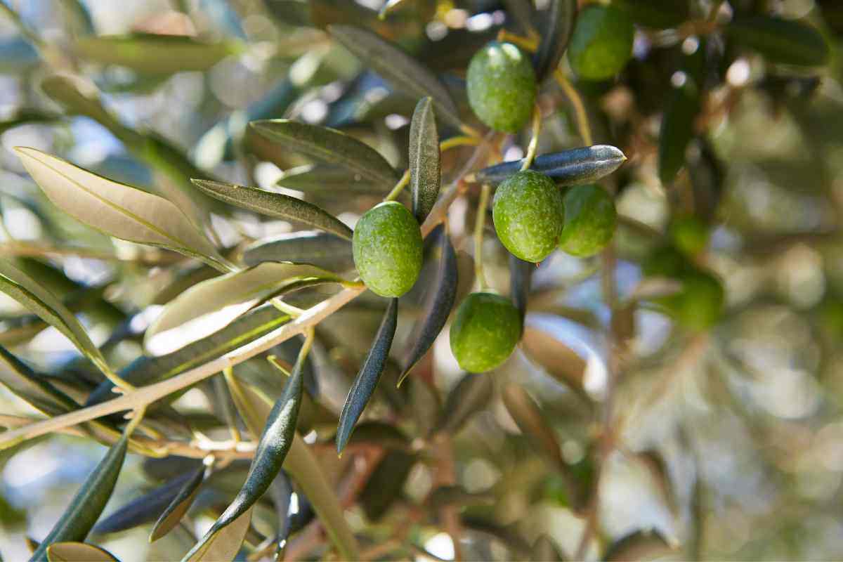 Potatura degli ulivi