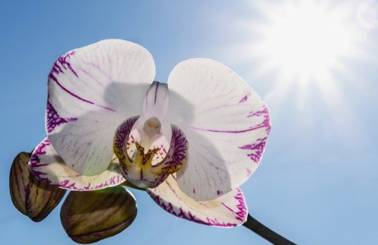 orchidea dove posizionare