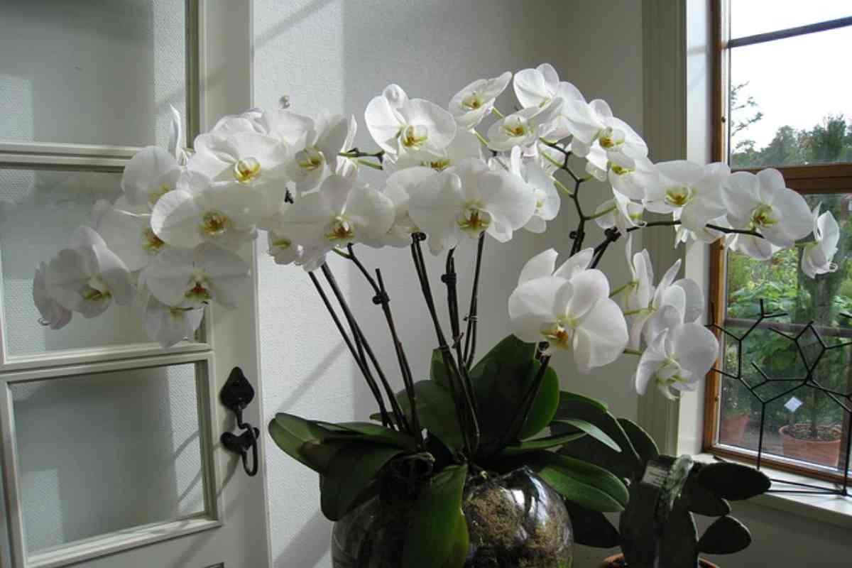 La cura dell'orchidea
