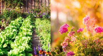 Zaffardatura, cos’è e perchè potrebbe tornare utile nel tuo giardino o orto