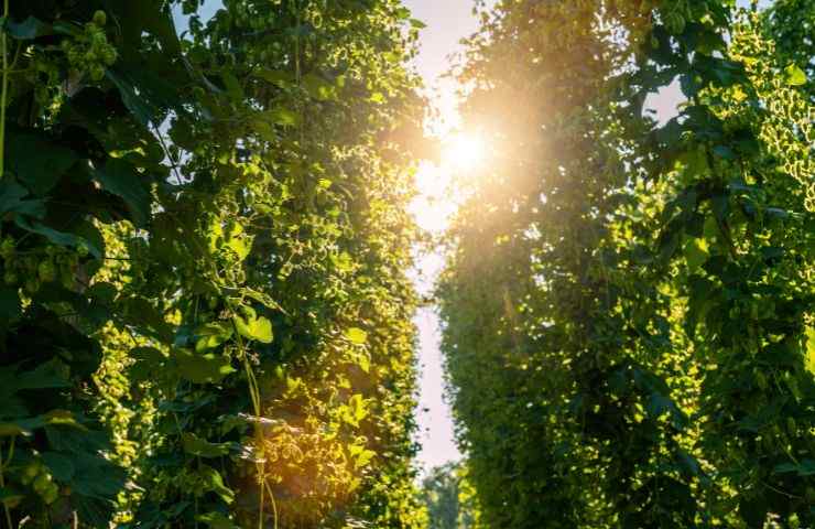 produzione birra impianto solare