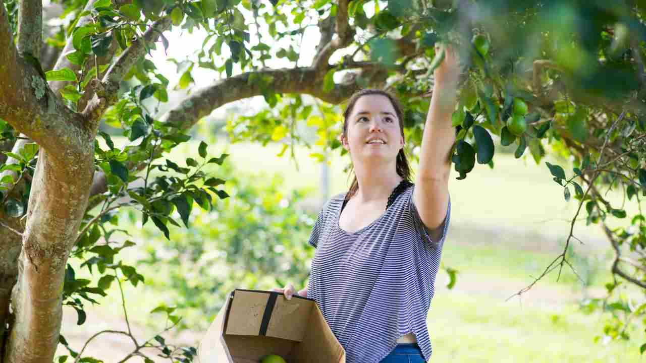 reato raccolta frutta vicino