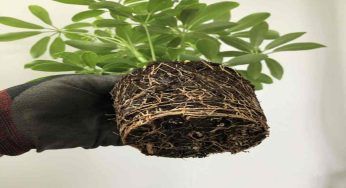 Un pericolo costante per le tue piante, ti stanno morendo tutte così!