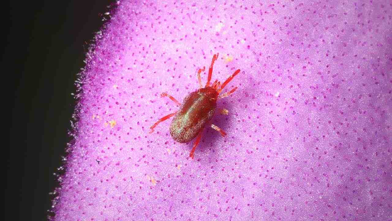 ragnetti rossi cosa sono