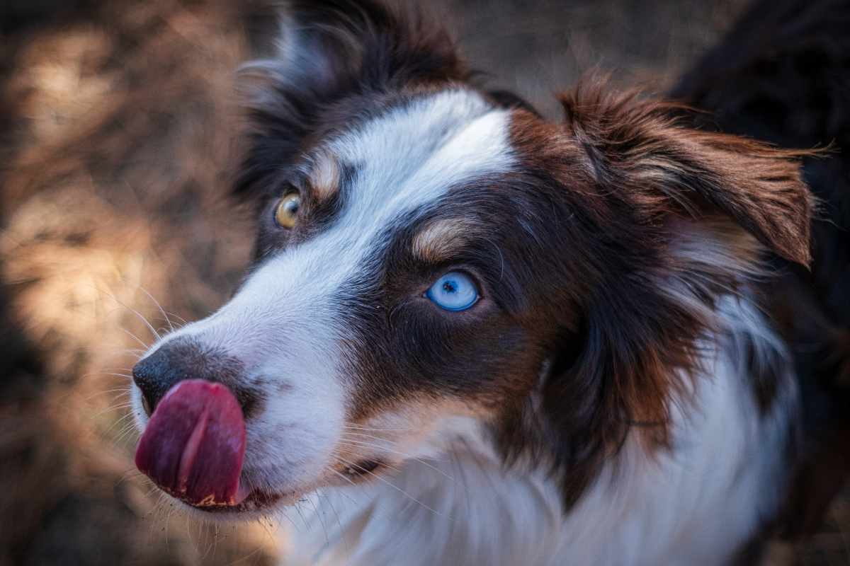 razze di cani difficili