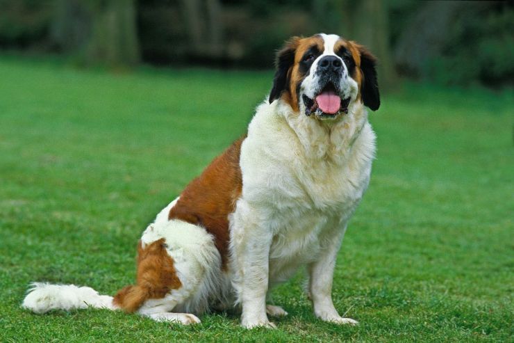 cane più grande del mondo