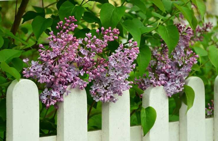 La riscoperta del "Fiore del Paradiso"