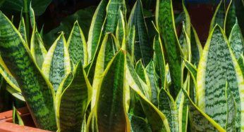 Perché si dice che la Sansevieria è indistruttibile: qual è il suo segreto