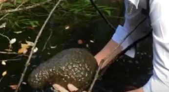 I biologi fanno una scoperta sconcertante: impressionante e spaventosa allo stesso tempo