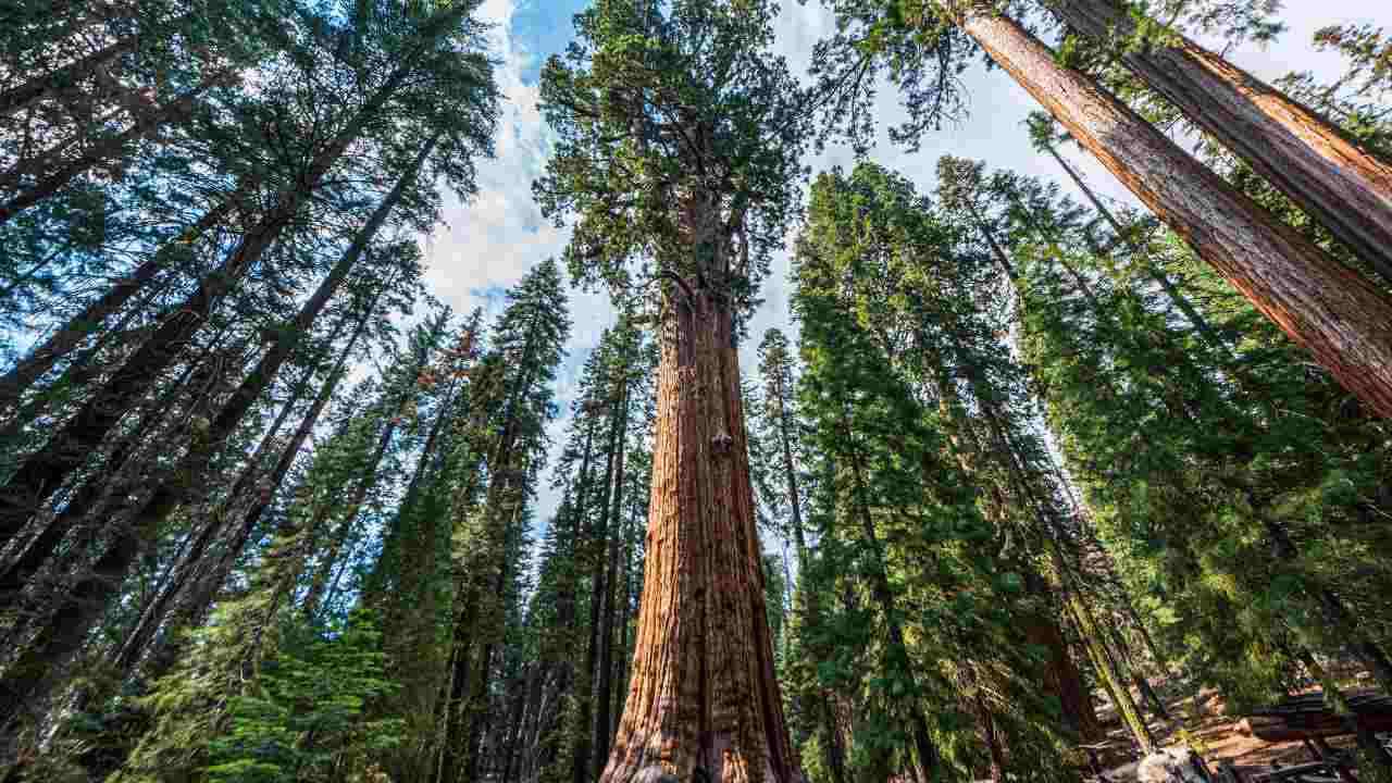 parco sequoie california