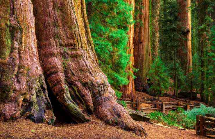 quanto crescono gli alberi