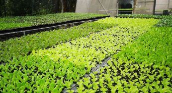 Agricoltura verticale, nasce in Italia la più grande farm d’Europa