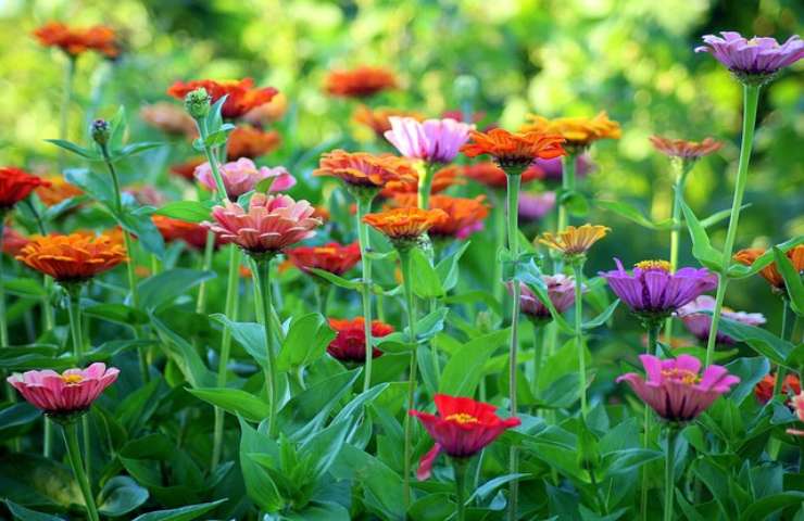 Verdure e fiori, quali varietà piantare in autunno