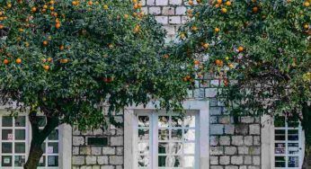 Niente vitamina C quest’anno: mandarini ed arance addio, ecco perché rischiano di sparire dalle nostre tavole