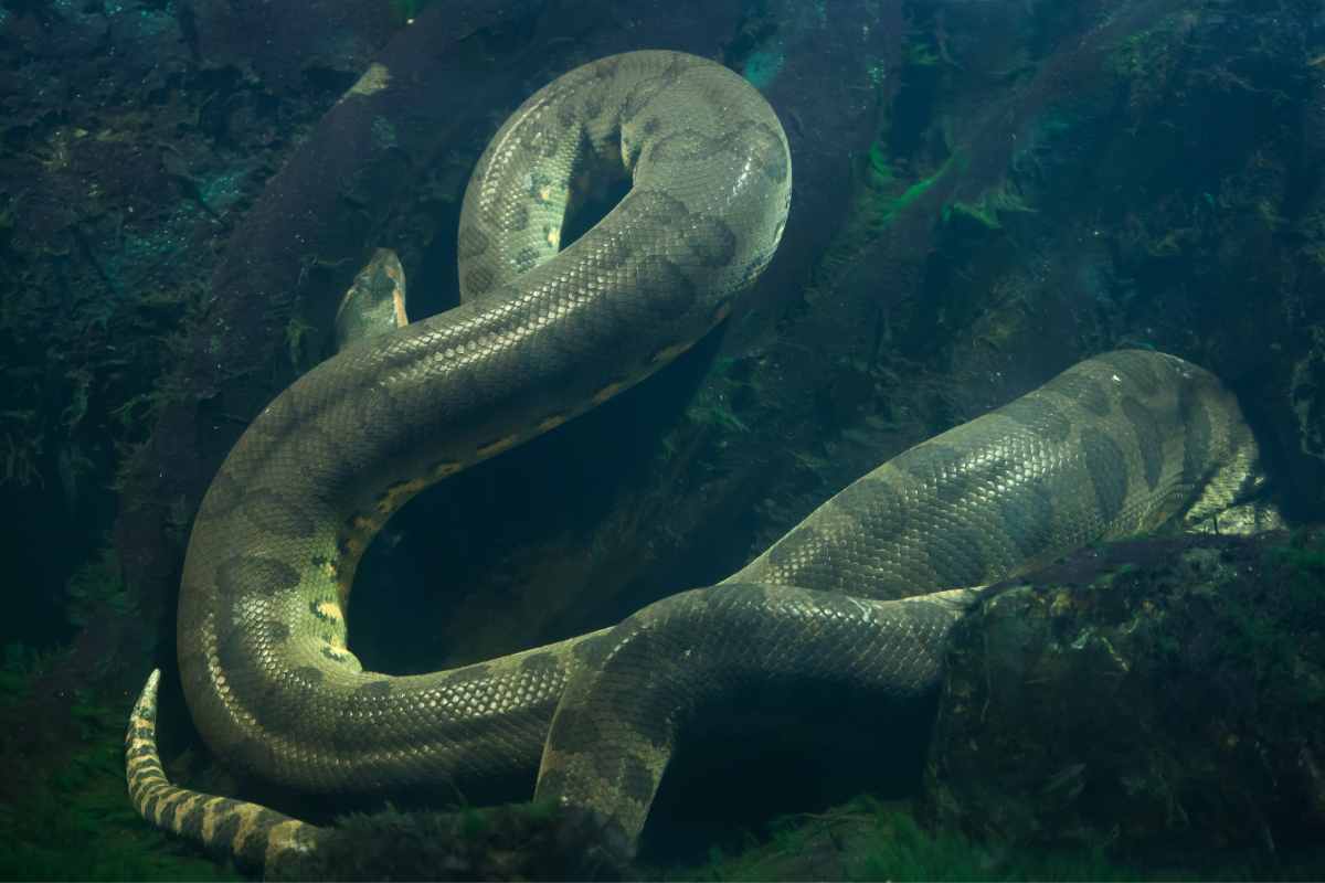 Anaconda