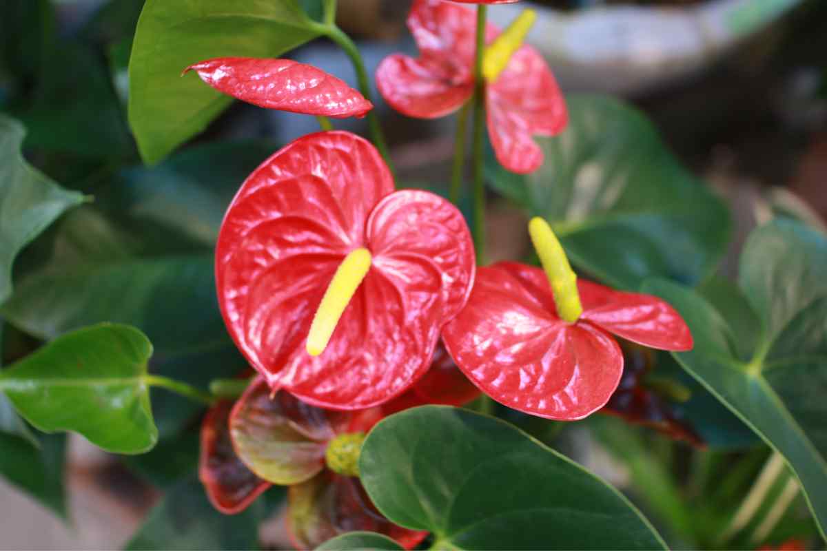 Anthurium