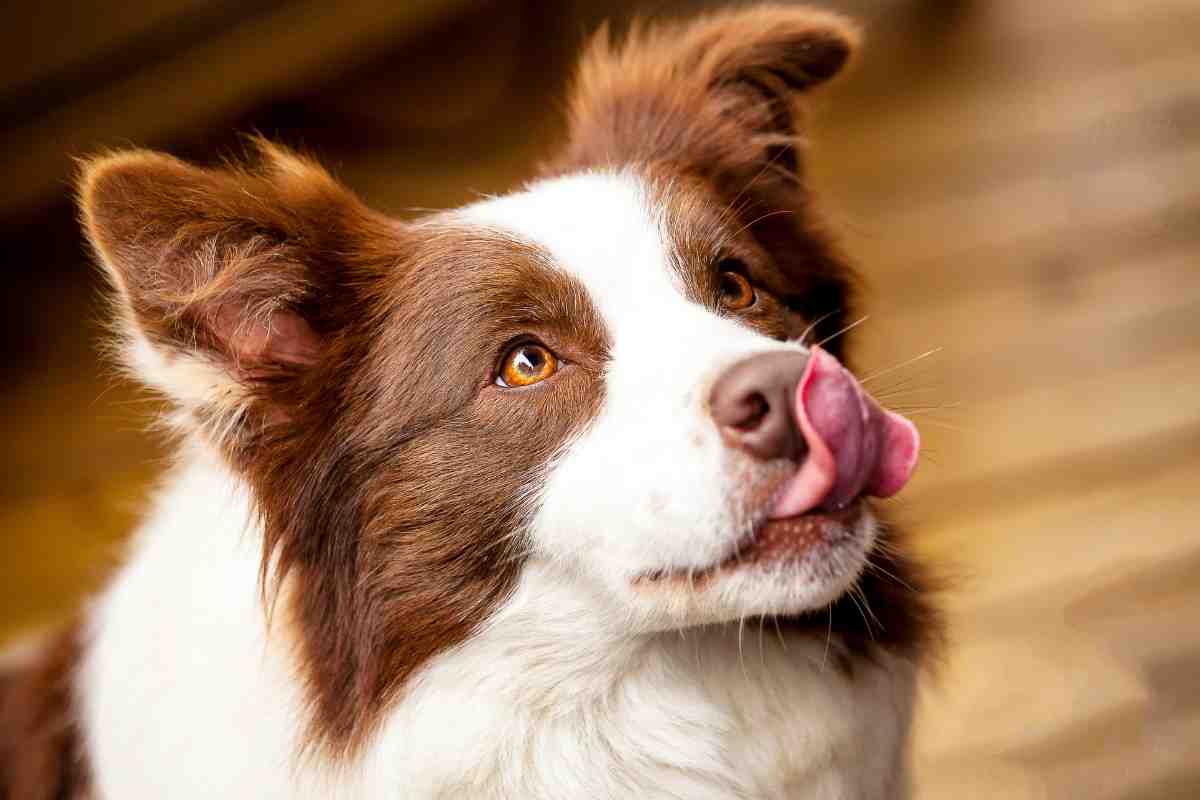 Border Collie