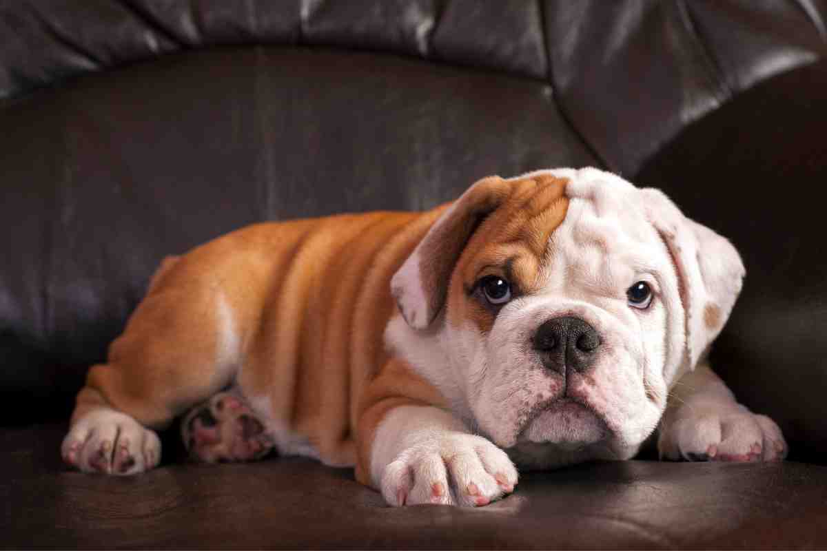 Bulldog inglese