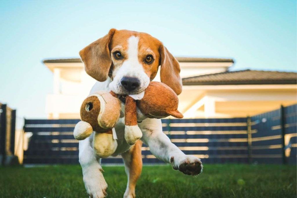 Cane beagle