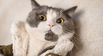 Capire cosa vuole un gatto dalla sua espressione è impossibile: lo dice la scienza