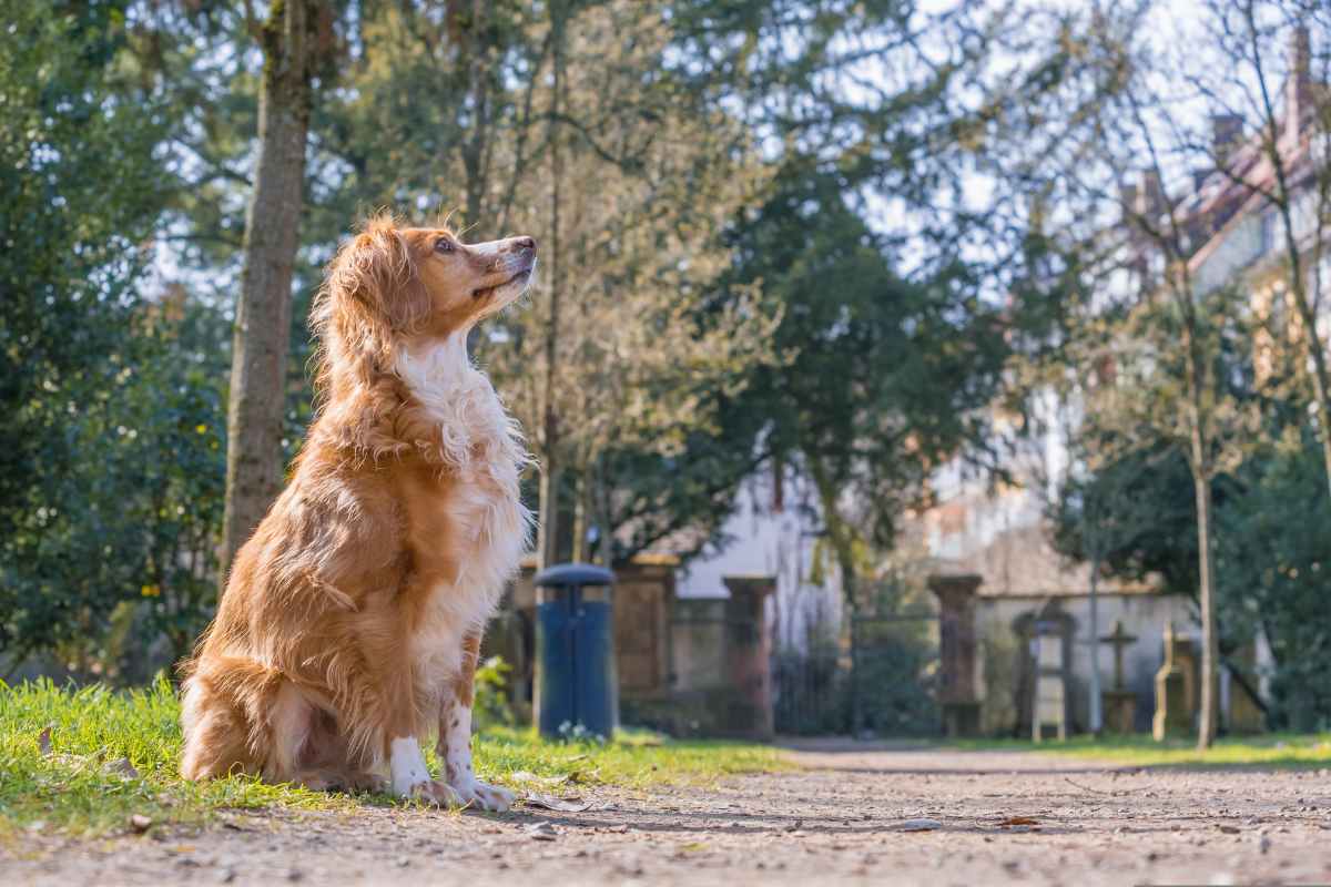 Che fare quando il nostro cane muore