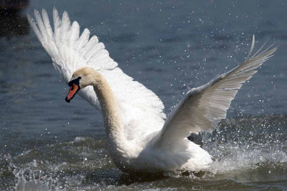 Attacco di un cigno