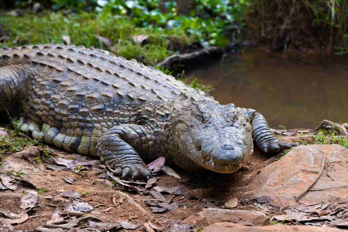 Coccodrillo in Italia