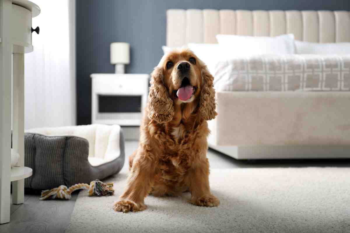 Cocker Spaniel inglese