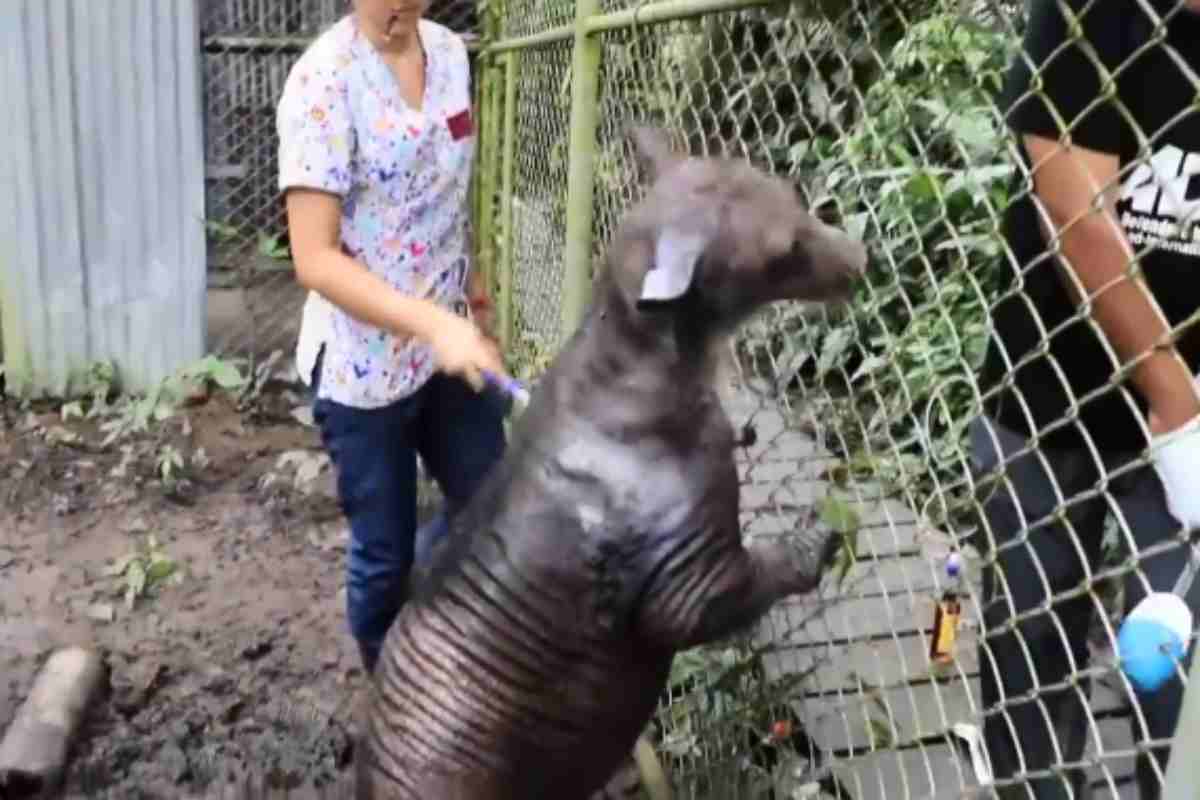 Perché un orso resta senza pelo