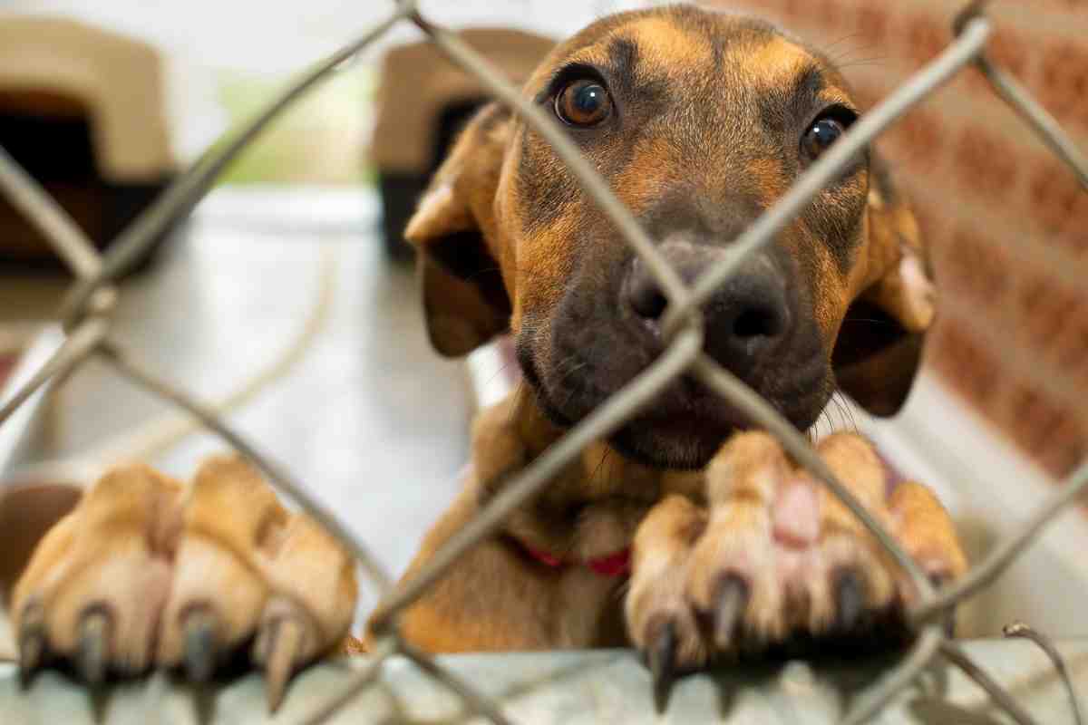 Cosa bisogna fare se si vuole adottare un cane