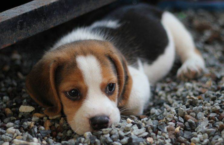 Cucciolo di beagle