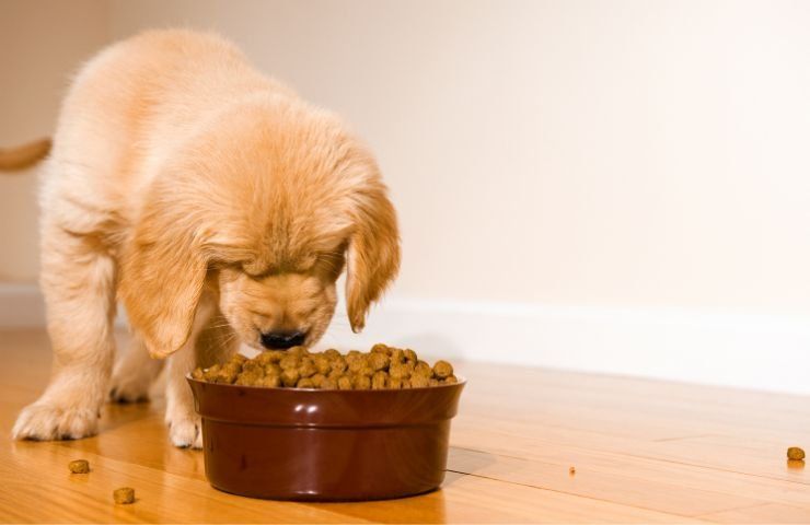 Cucciolo di cane mangia crocchette