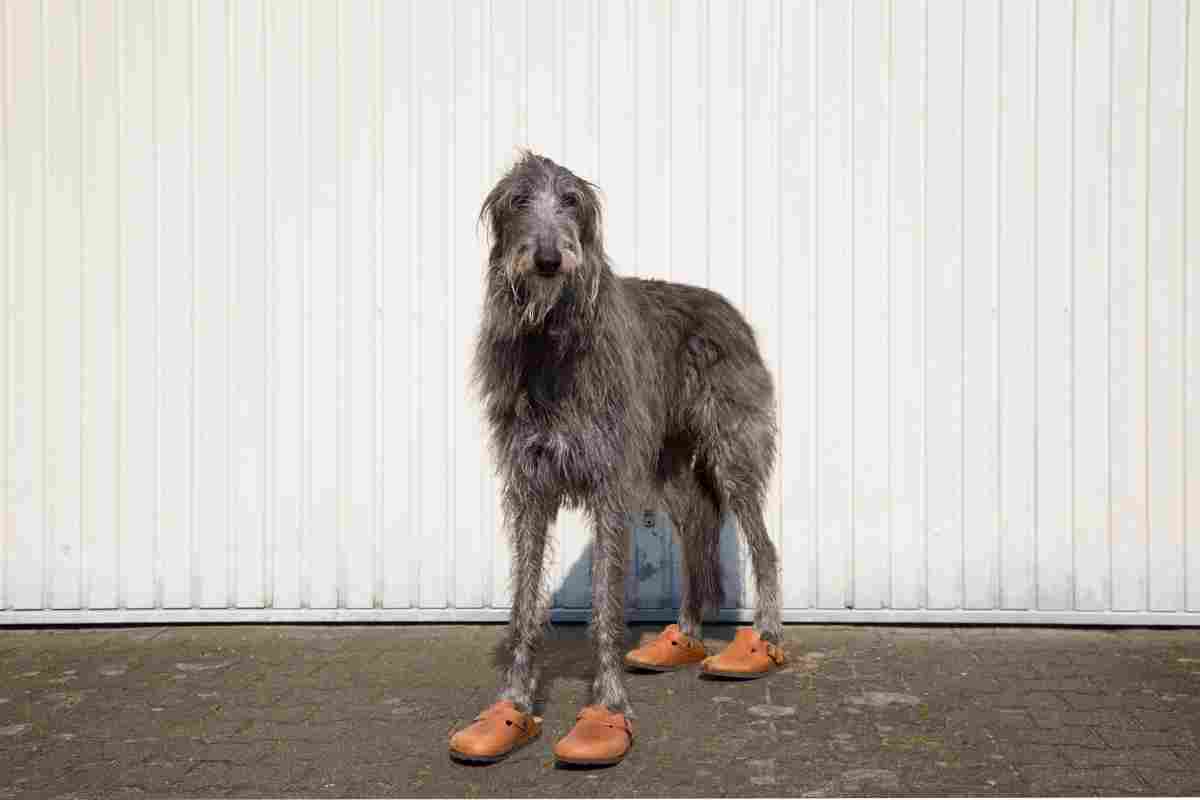 Deerhound