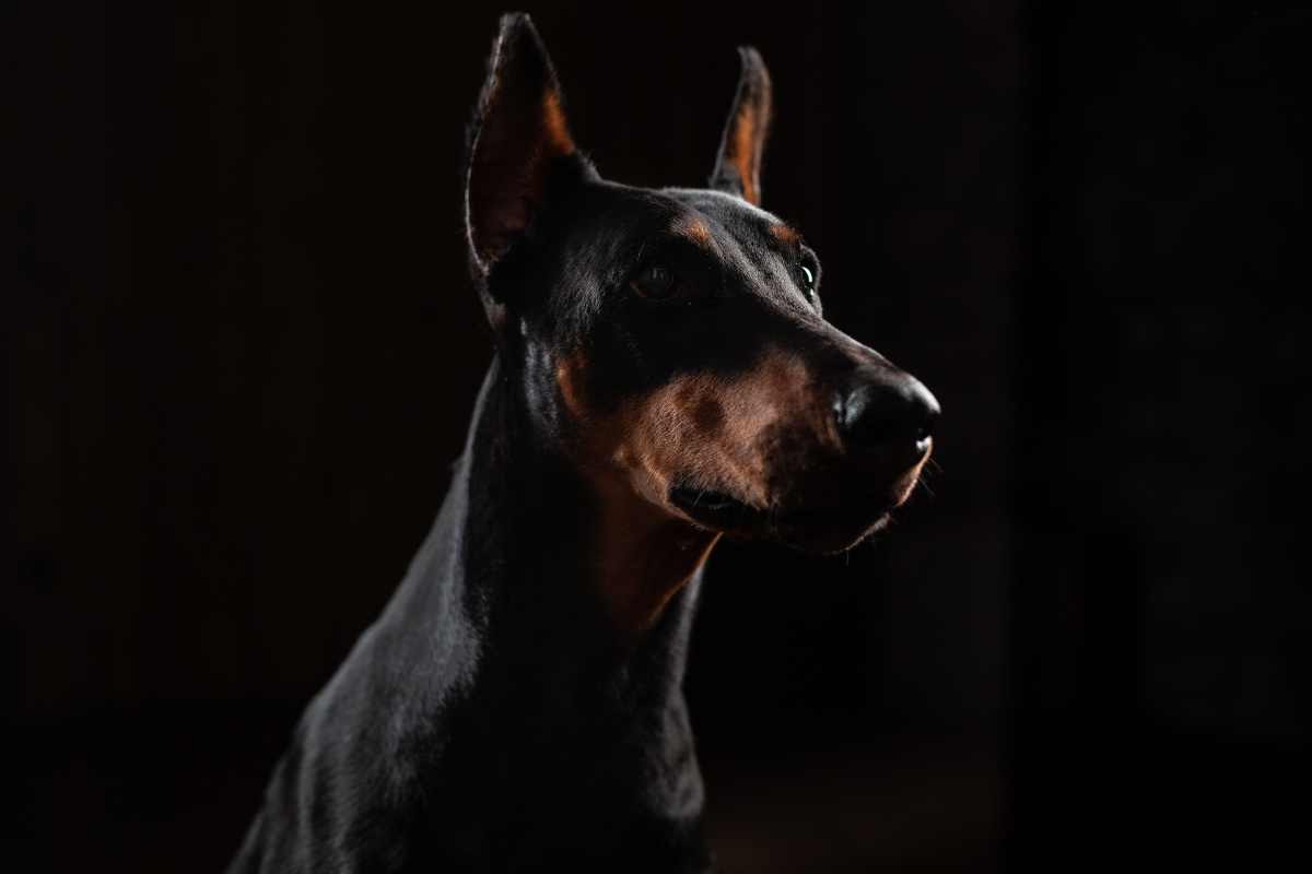 Doberman Pinscher