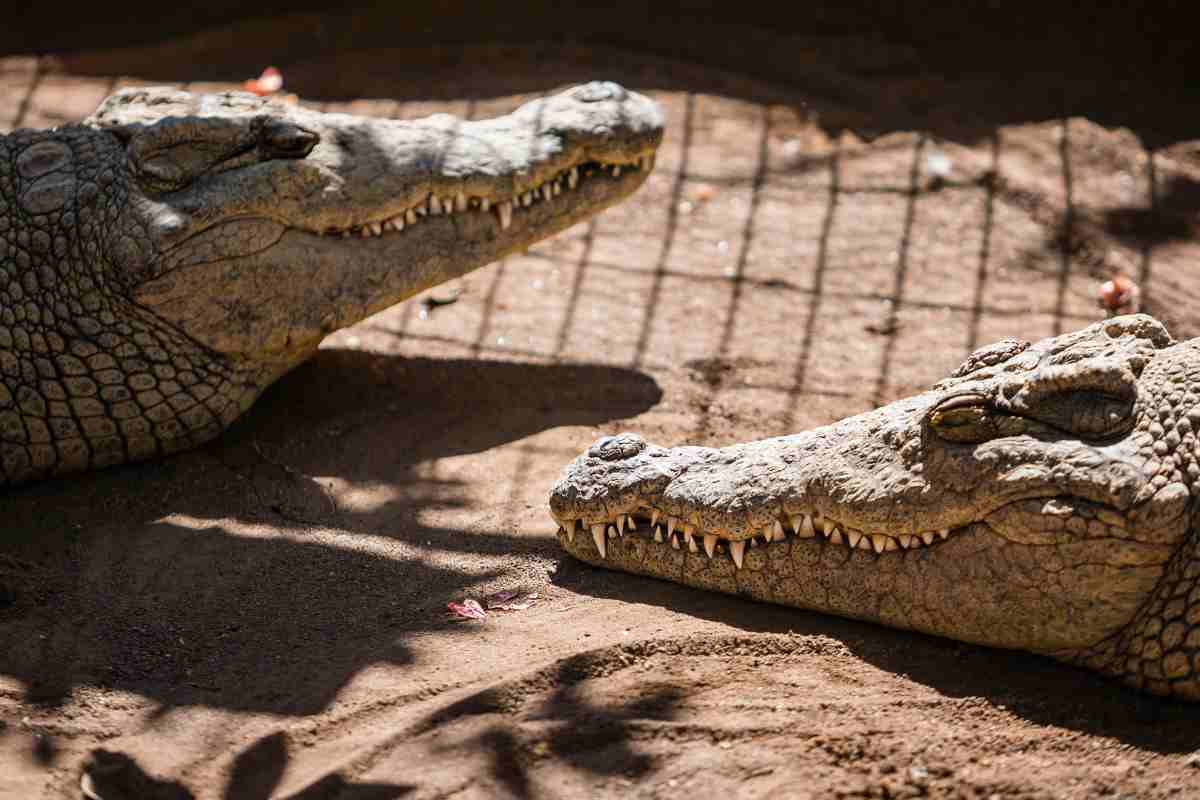 Dove vivono i coccodrilli in Italia