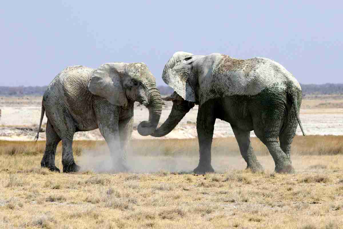 L'elefante africano è il più grande mammifero terrestre