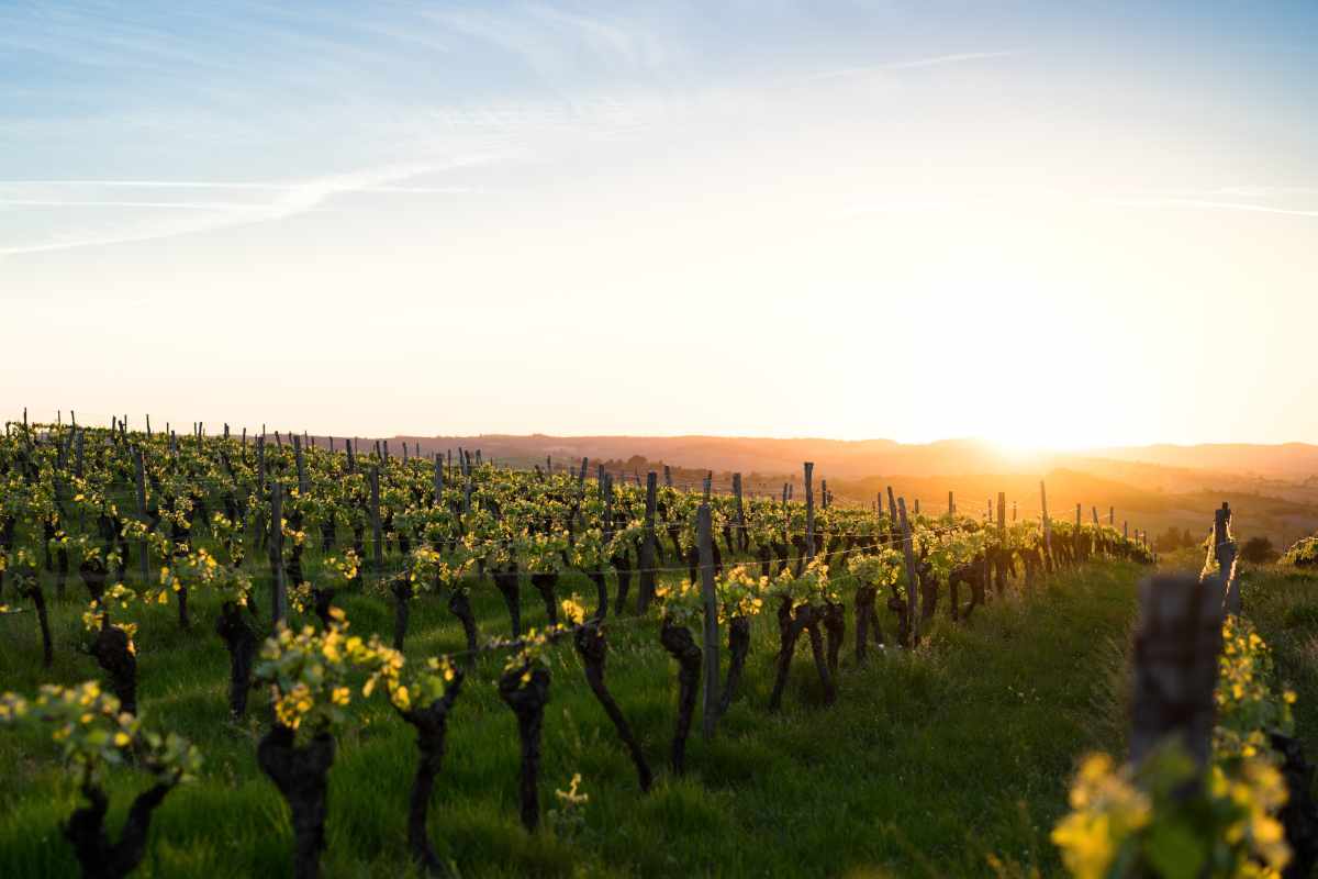 aumento temperatura globale rischi produzione vinicola