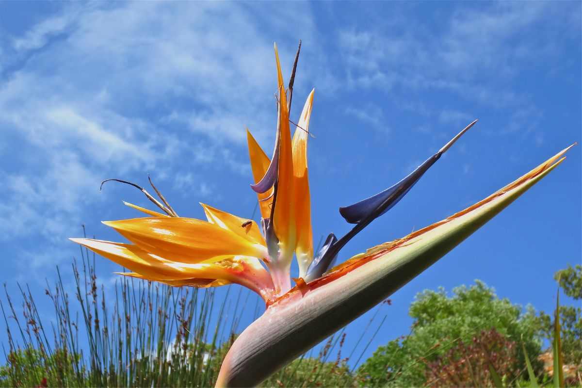 fiore del paradiso